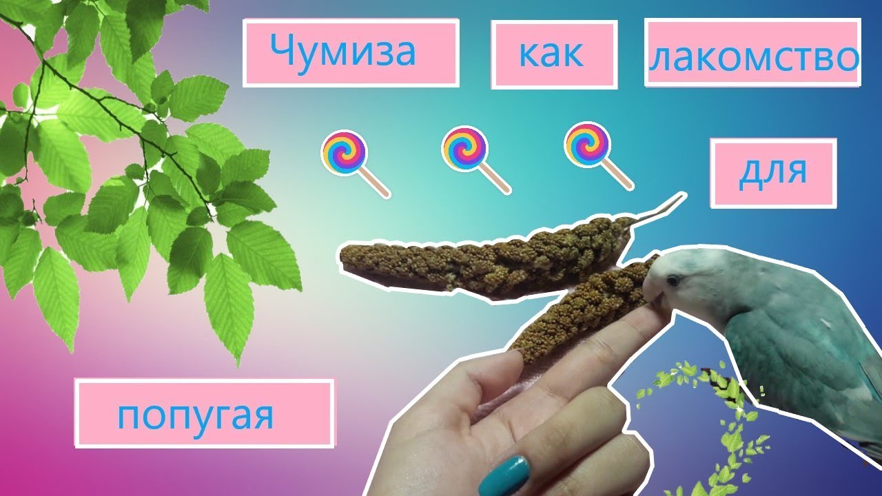 Чумиза как лакомство для попугая