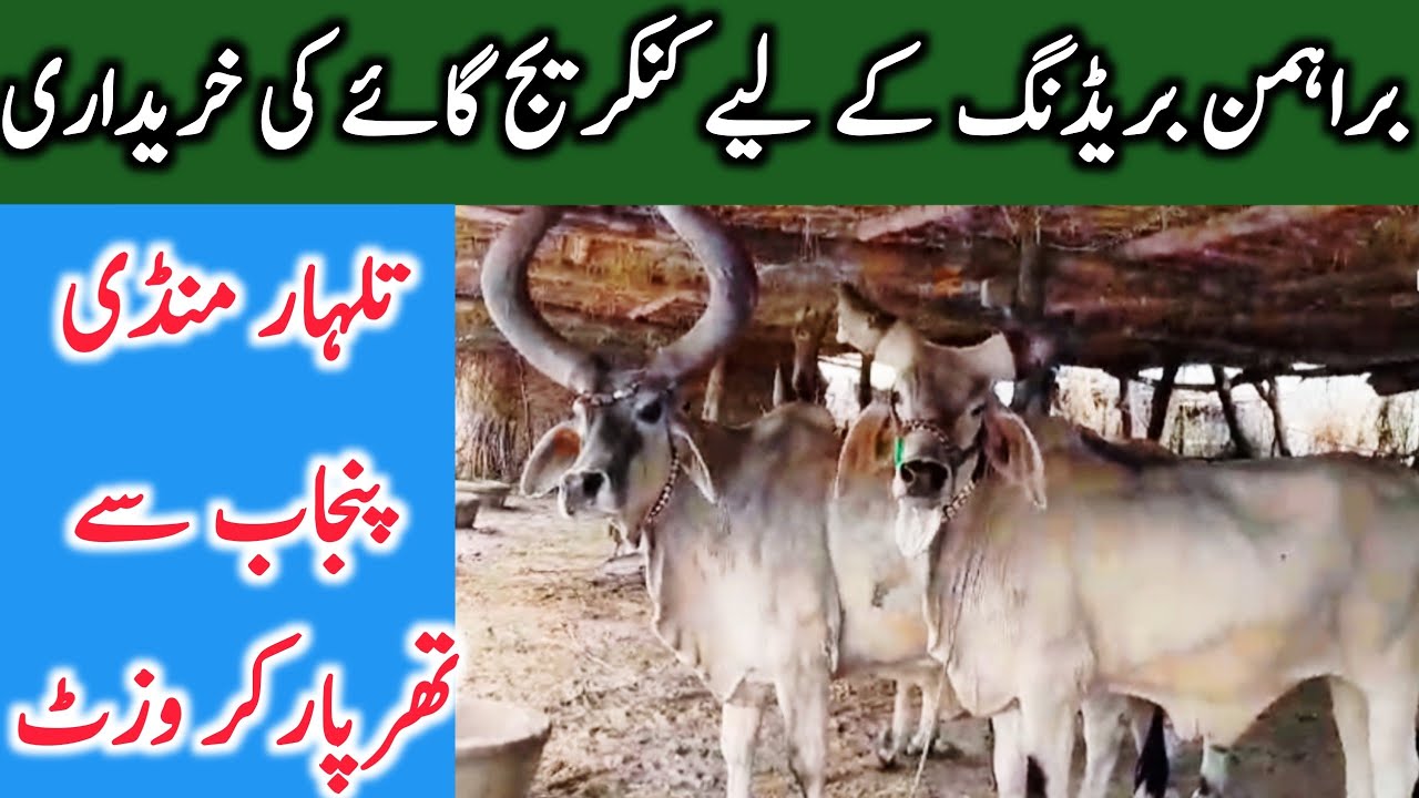 Talhar Cow Mandi Sindh | Kankrej Thri Breed Bachre And Cow || Global Village Farming