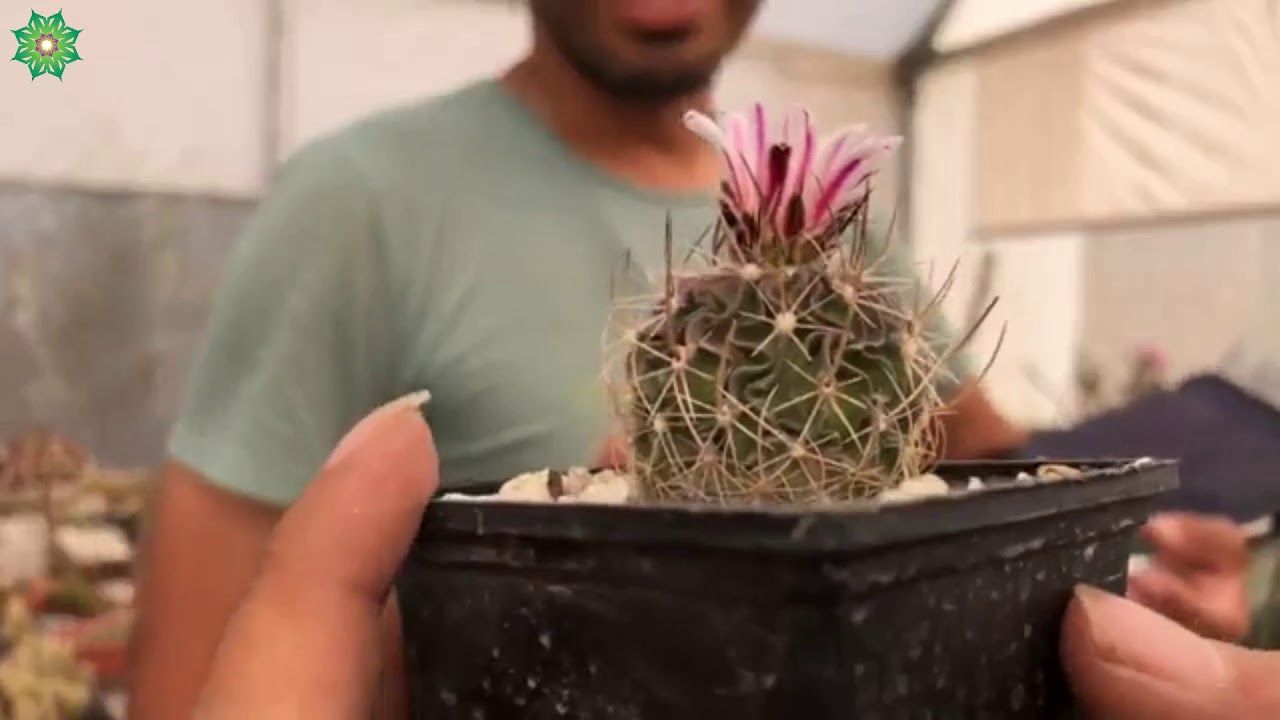 Stenocactus. Las costillas más sexys del semidesierto mexicano