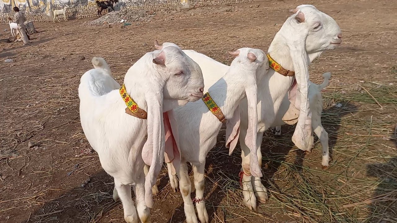 Gulabi Goats Bakra Mandi || Latest price of Gulabi bakra || Biggest Bakra mandi