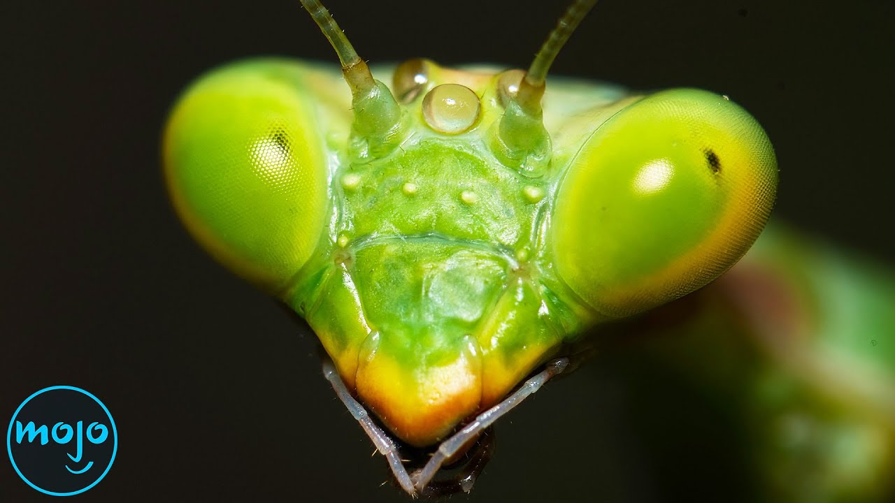Top 10 Cannibal Creatures