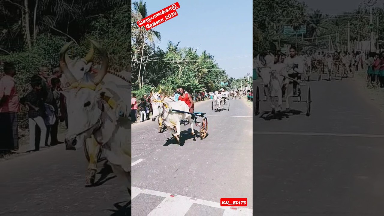 serupalakadu_rekla_2023🏇🔥 #rekla_race_2022 #rekla_race #reklam #perai_raj_studio