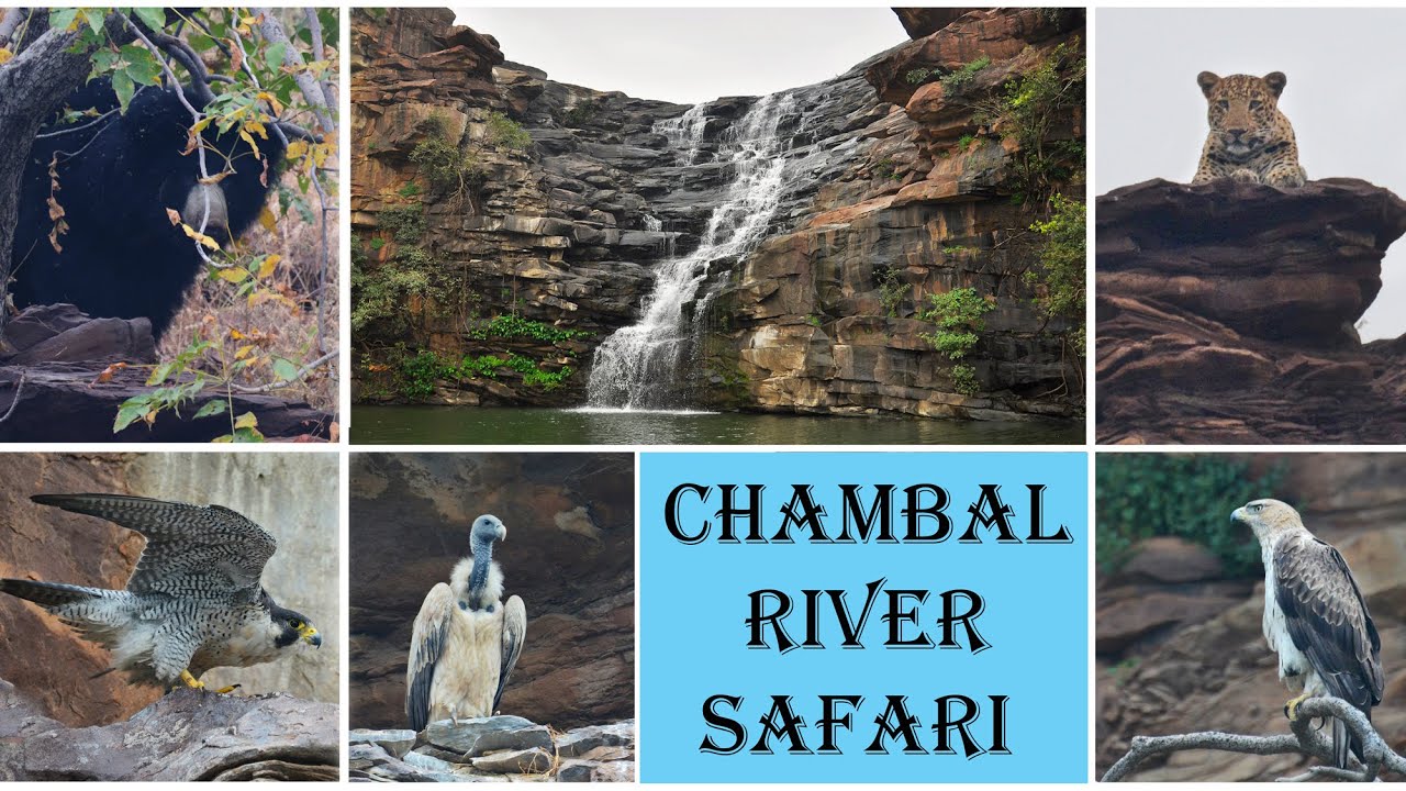 Chambal River Safari | Long Billed Vultures | Leopard | National Chambal Sanctuary | Kota Wildlife