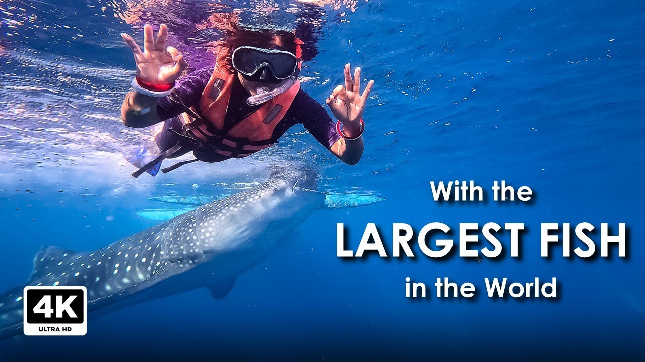 Whale Shark in Oslob, Cebu 🇵🇭 | Ultimate Philippines Travel Guide
