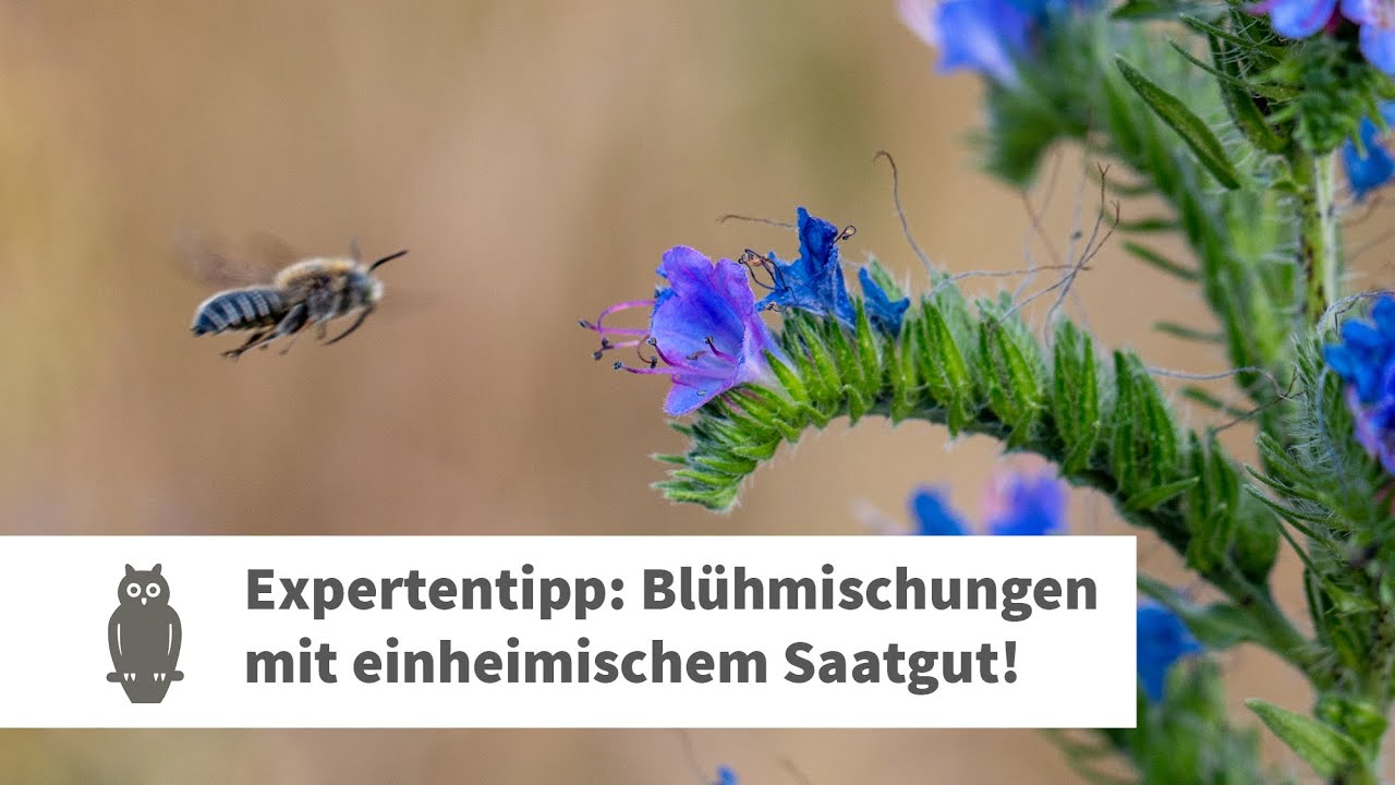 Expertentipp: Bl&uuml;hmischungen mit einheimischem Saatgut verwenden!