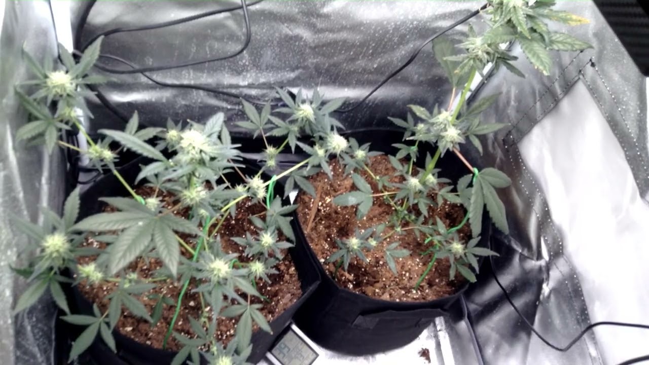 weedlapse