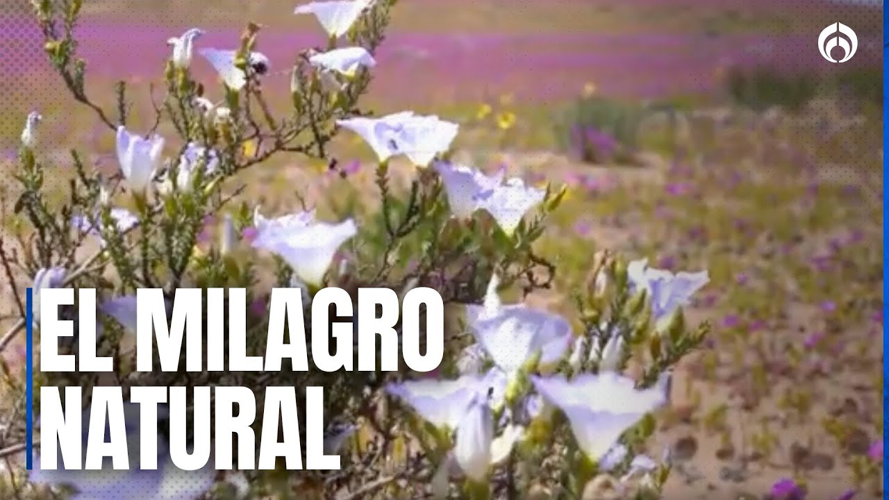 El desierto más seco del mundo se cubre de flores | Atacama 2025