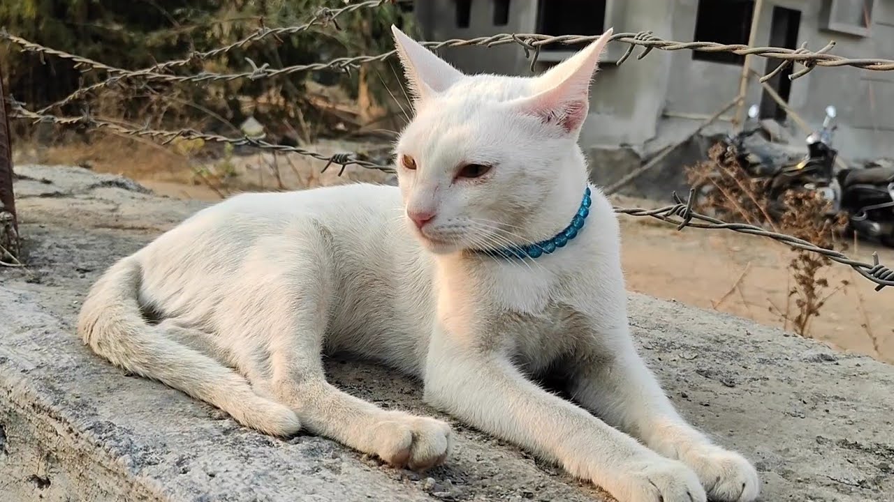 Cute white Meow 😻 | new cat video | cute cat video 