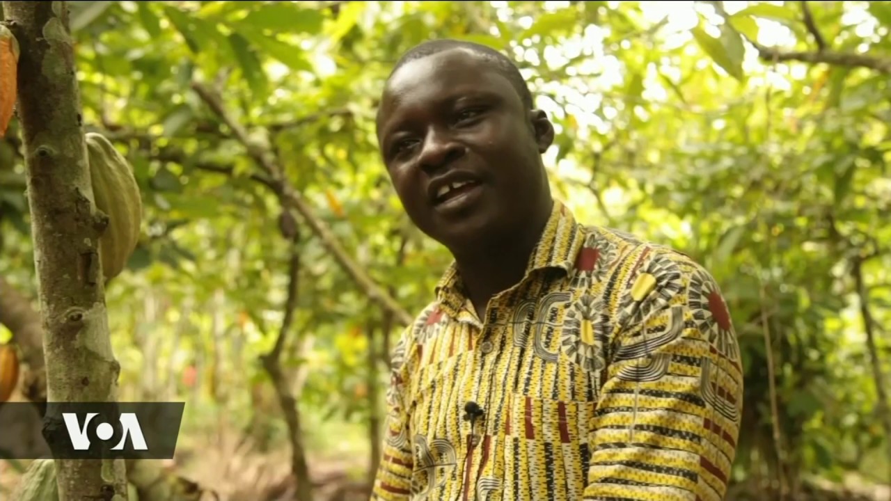 Ukulima wa Cocoa na changamoto zake