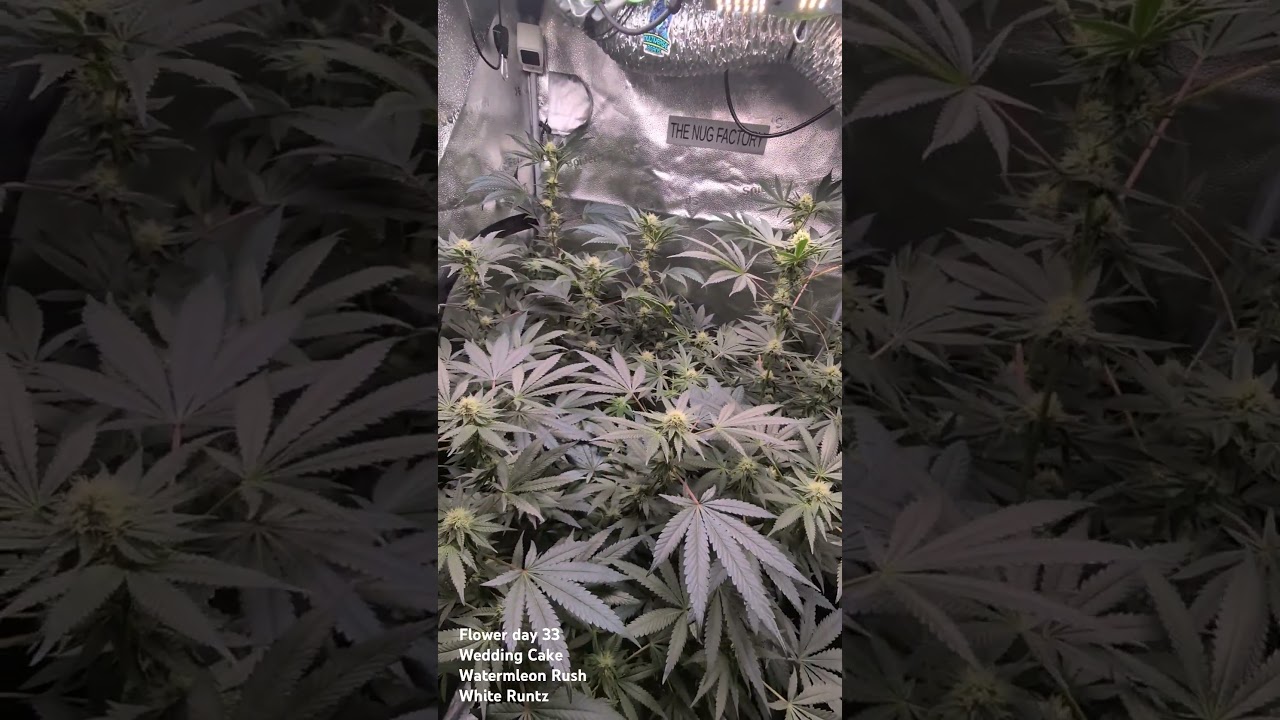 flower day 33 on my 3 cannabis plants