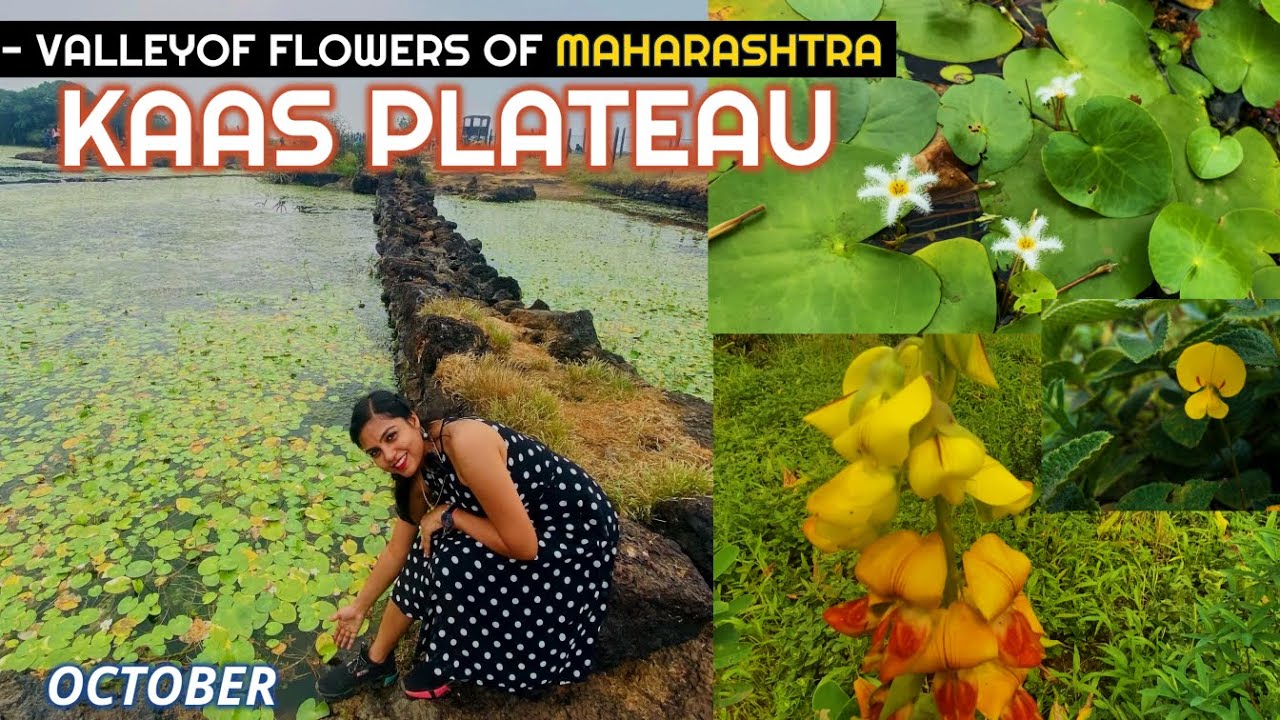 Kaas Pathar Satara-Maharashtra Valley of Flowers|Kaas Lake| Kaas Plateau Satara |Satara Hill Station