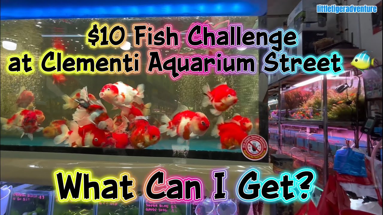 $10 Fish Challenge at Clementi Aquarium Street 🐠 | What Can I Get?
