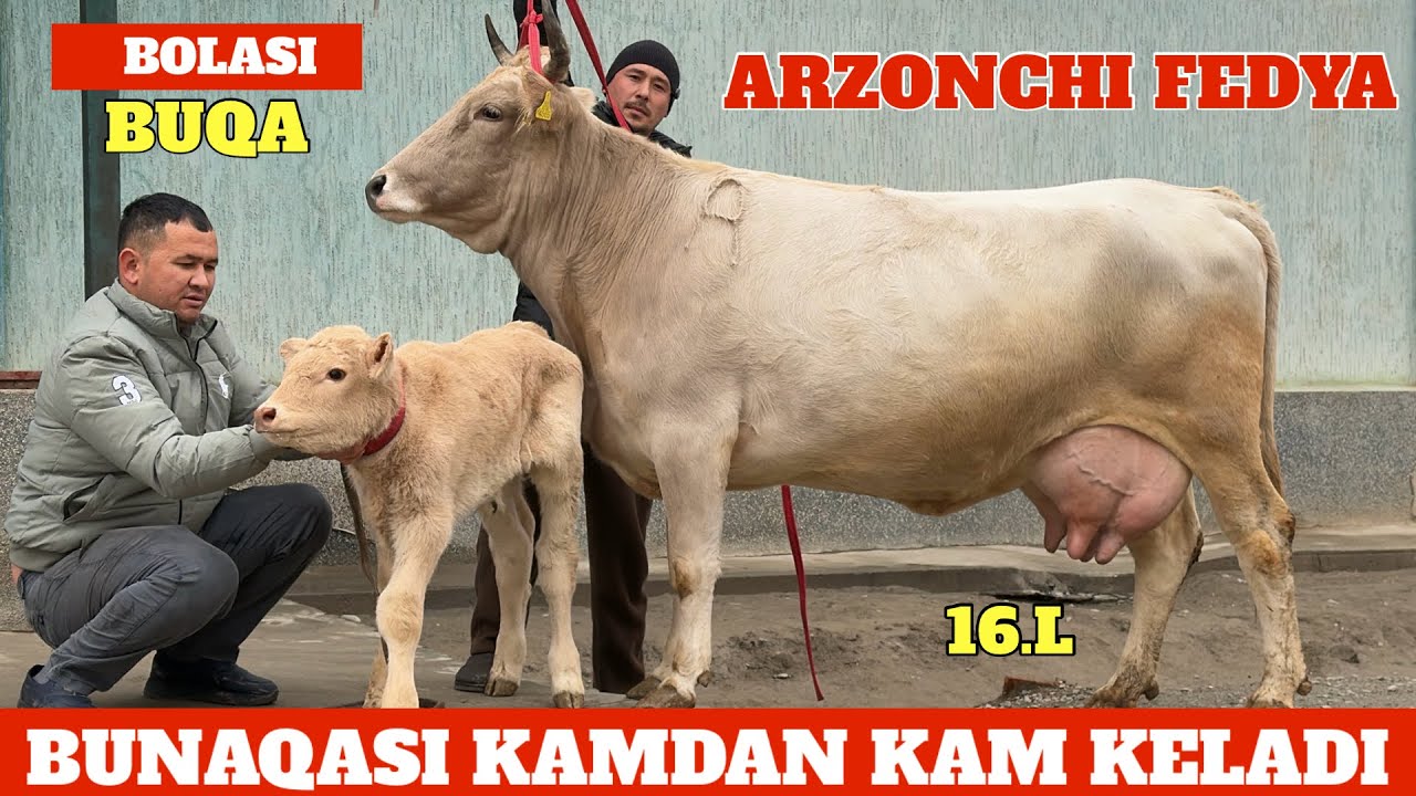 ARZONCHI FEDYA JANGDA CHEMPION SHVET SIGIR VA BOʻGʻOZLAR⭐️