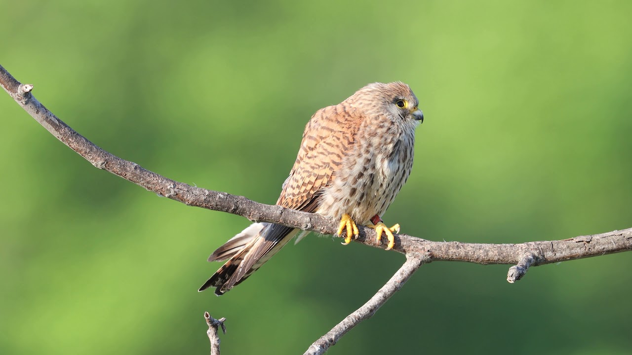 Lesser kestrel male and female - Levka Bulgaria