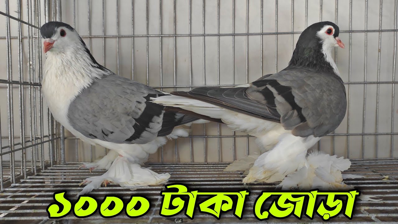 সিরাজি কবুতর ১ হাজার টাকা জোড়া