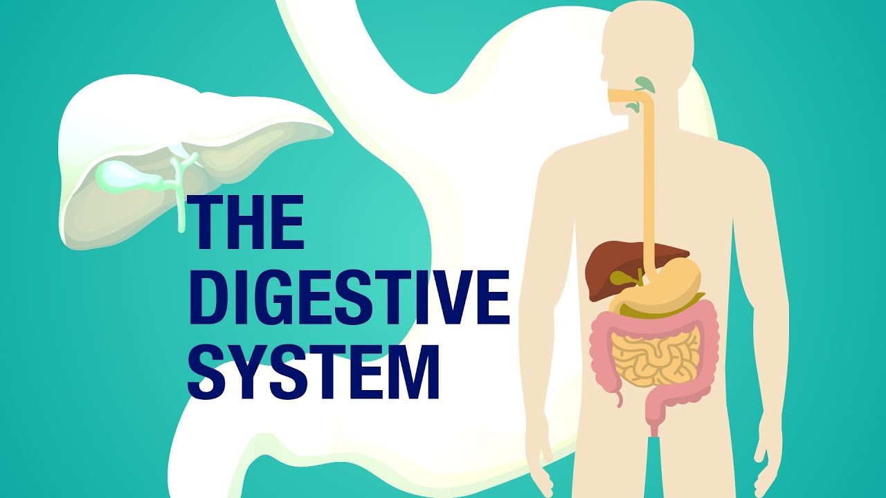 ICSE:SCIENCE:CLASS 4:CHAPTER 3:THE DIGESTIVE SYSTEM