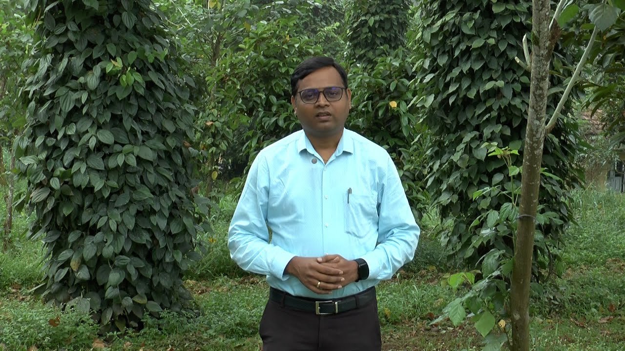 ಕಾಳುಮೆಣಸಿನ ಸುಧಾರಿತ ತಳಿಗಳು, ಇಳುವರಿ - ಡಾ. ಶಿವಕುಮಾರ | Varieties of black pepper & yield of black pepper