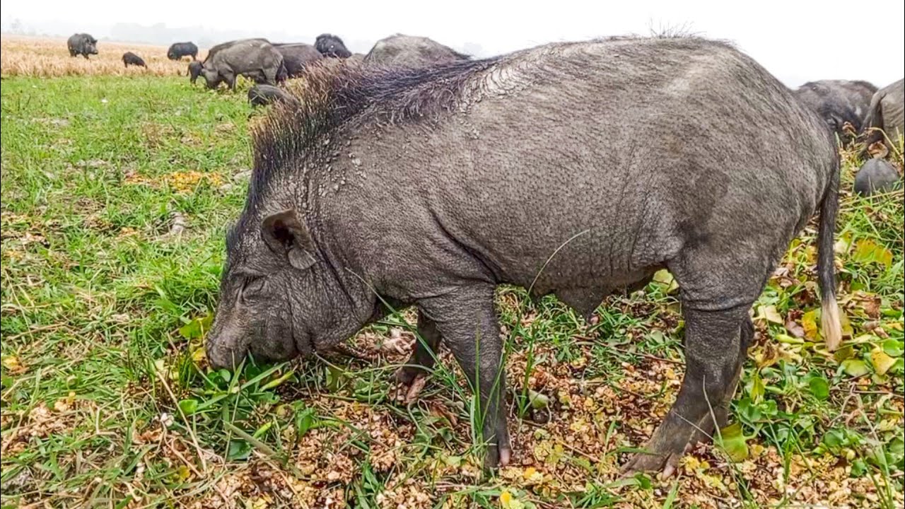 animals video.village animal.winter season pig grazing in village open field 