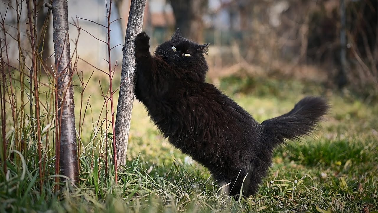 Black Norwegian Forest Cat in His Element 4K