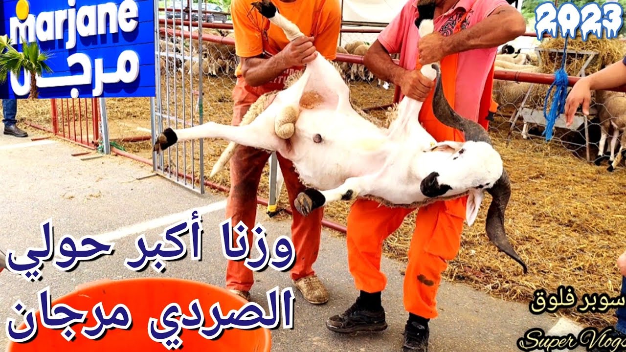 واش الثمن مناسب مع ثمن السوق ولا لا عبرنا اكبر حولي صردي في مرجان