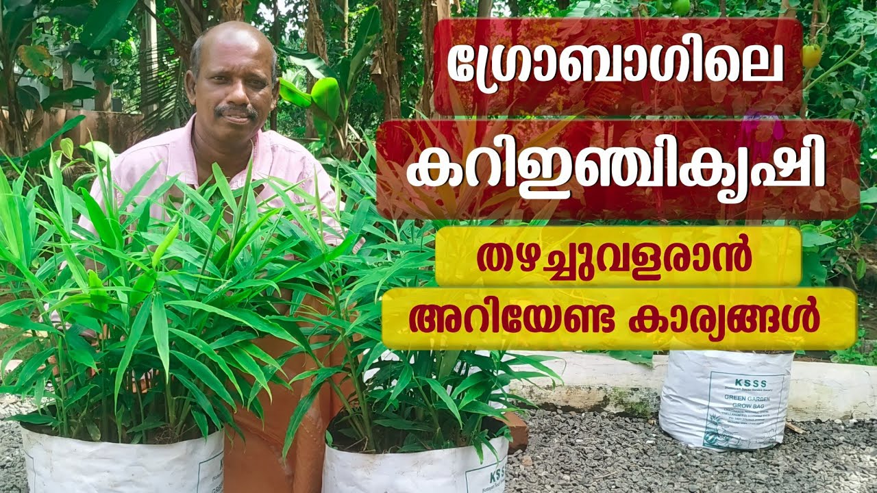 ഗ്രോബാഗിൽ ഇഞ്ചിക്കൃഷി തഴച്ചു വളരാൻ ഇങ്ങനെ ചെയ്താൽ മതി | Inchi Krishi | Ginger Farming Malayalam