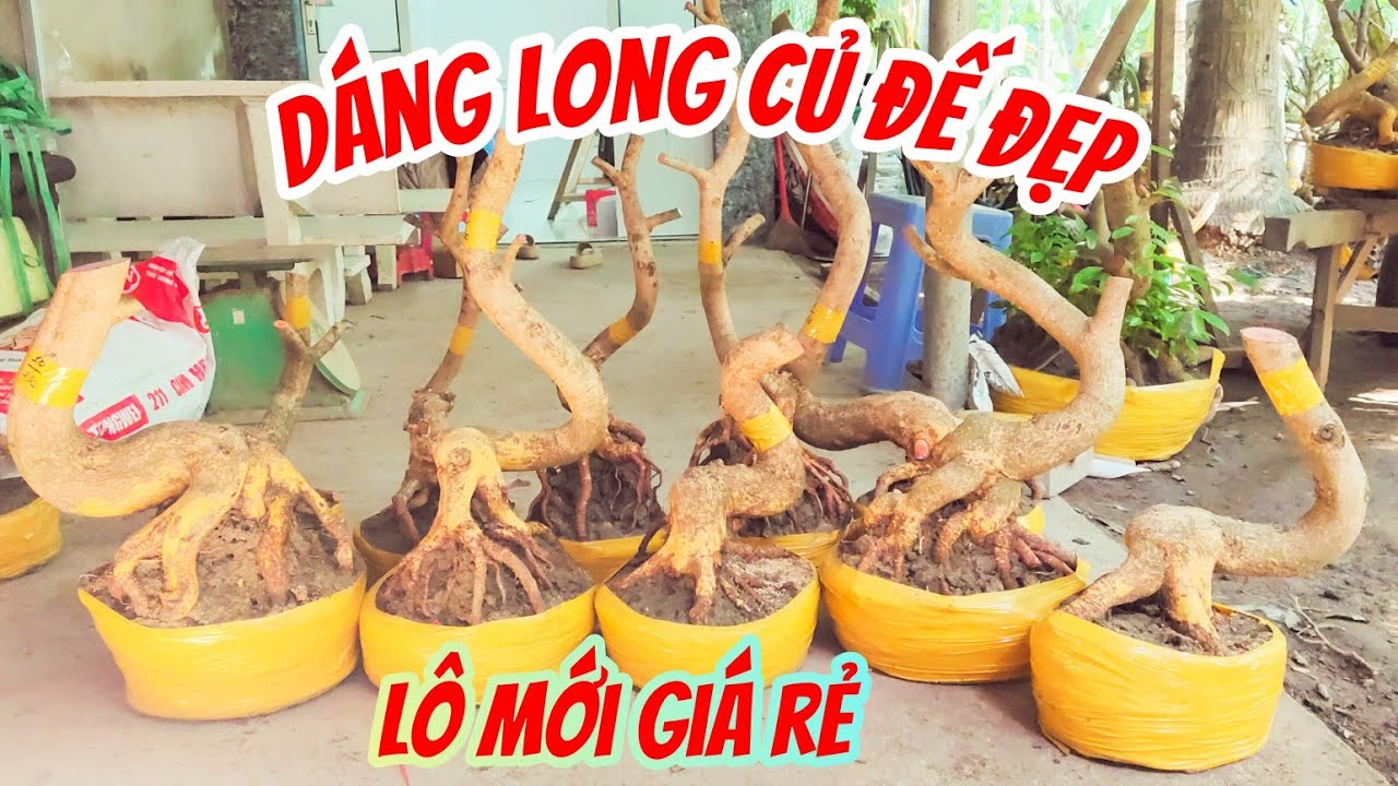 Giá rẻ 2/2 Vân 0857703620 . lô mai dáng long củ đế đẹp lắc quái chuẩn bonsai 