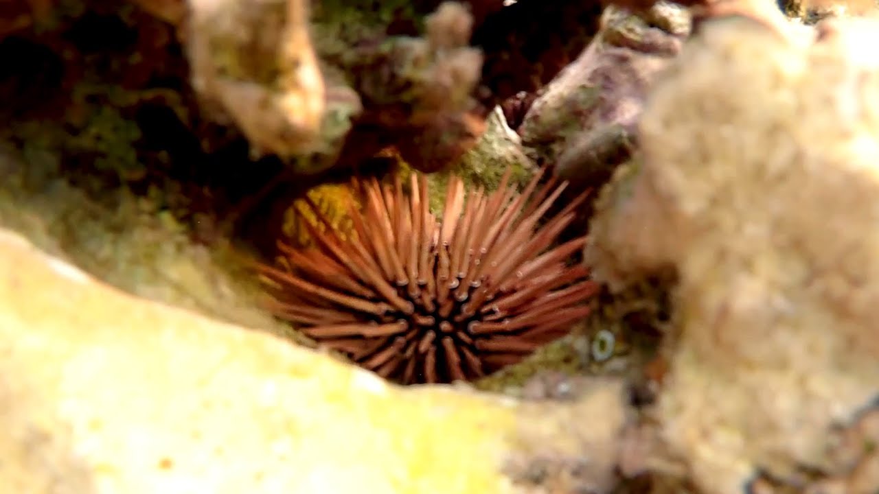 Burrowing urchin (Echinometra mathaei), Роющий еж