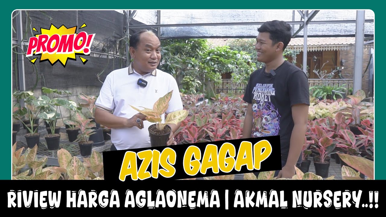 AZIS GAGAP | RIVIEW HARGA AGLAONEMA | AKMAL NURSERY..!!