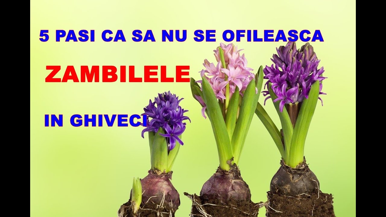 Ce faci sa nu se ofileasca zambilele si narcisele din ghiveci #ingrijireaflorilor