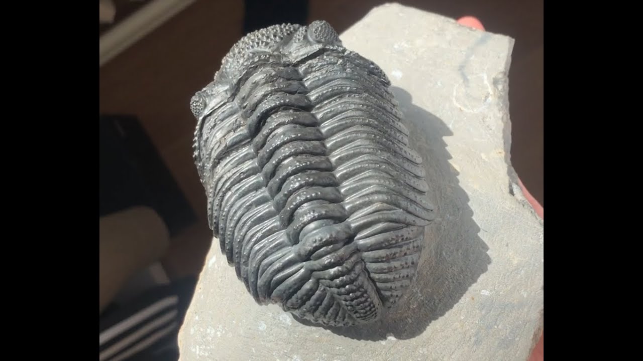Drotops megalomanicus Trilobite Fossil Morocco 390 Million Years old