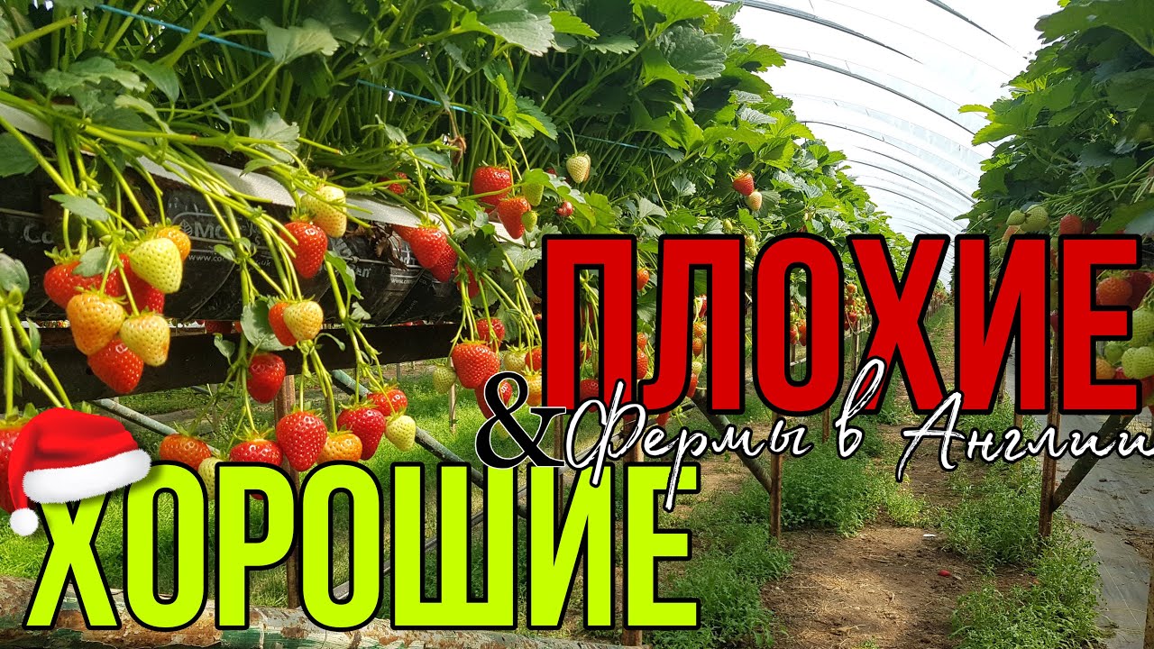 ХОРОШИЕ И ПЛОХИЕ фермы в Англии | Мой список ферм | Плюсы и минусы