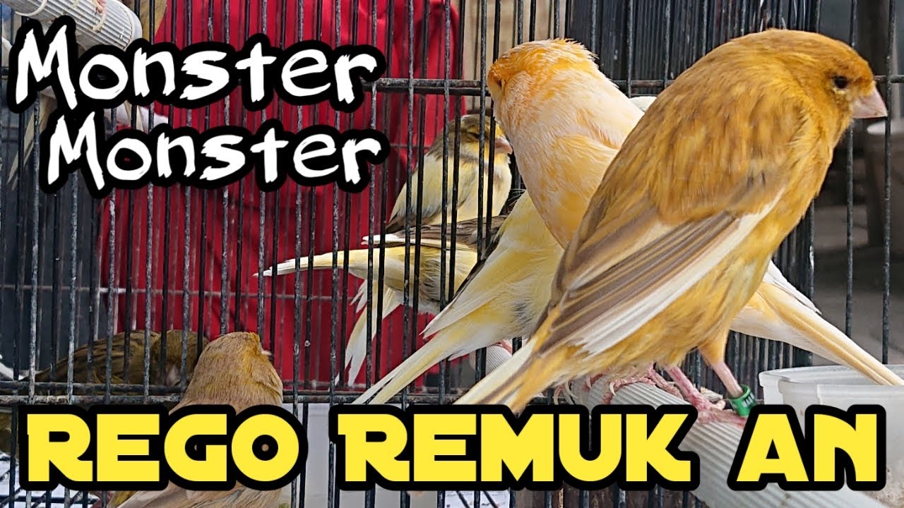 Harga Kenari Terbaru Pasar Klaten & Sekitar,Jual Asal Numpang