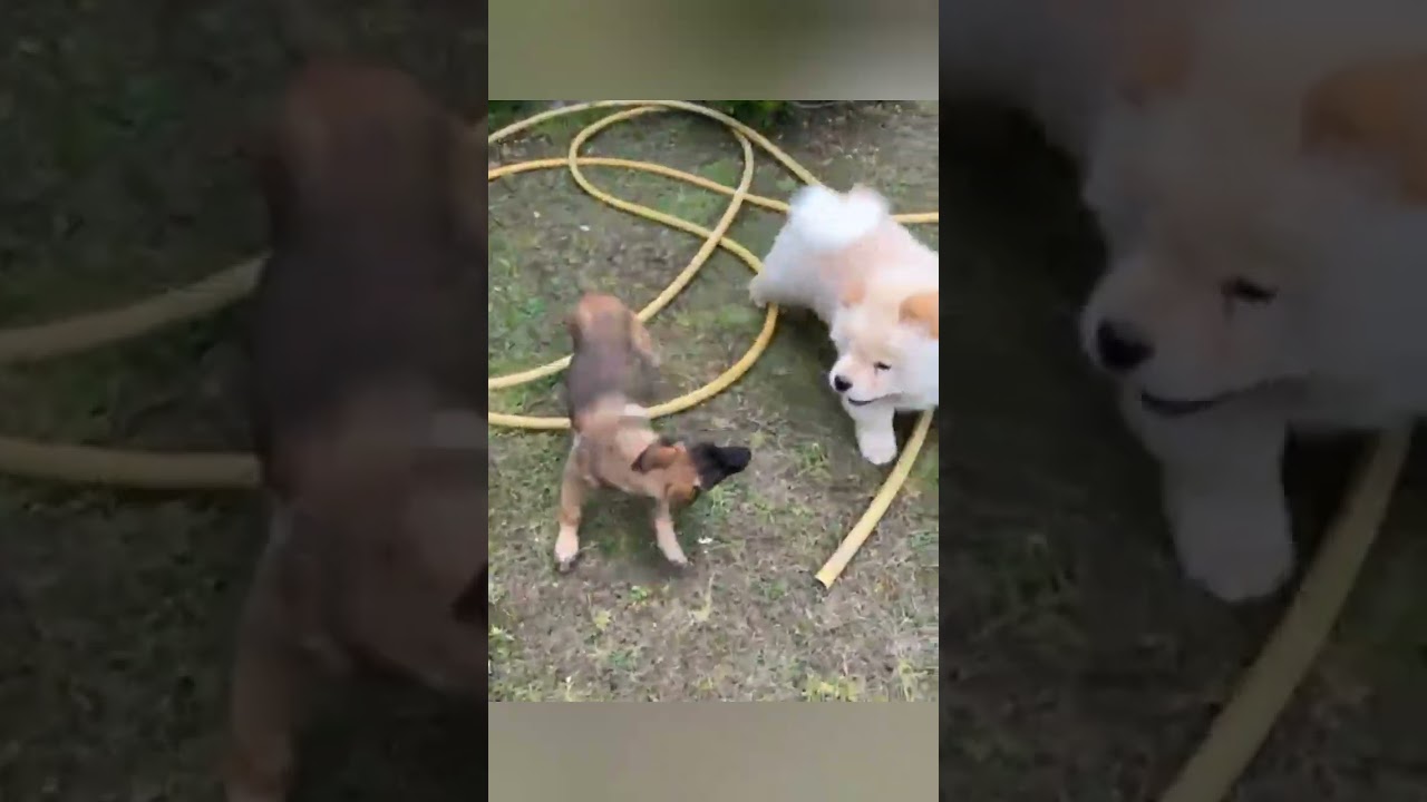 People Are Arguing About This Dog Video 😬😱🐶🐼🐕❤#dog #dogs #puppy #cute #dogshorts #chowchow #viral 