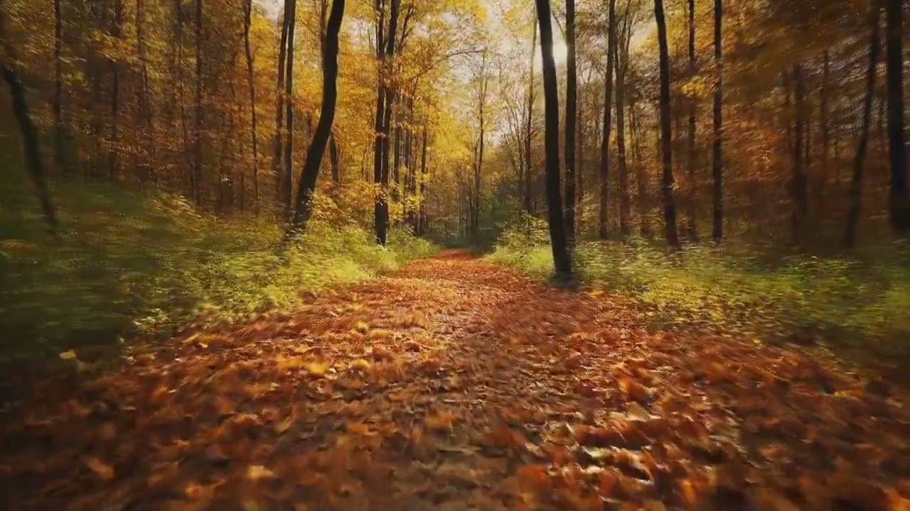 🍁 Autumn Forest Walk | Relaxing ASMR Footsteps & Music | 30 Min No Ads