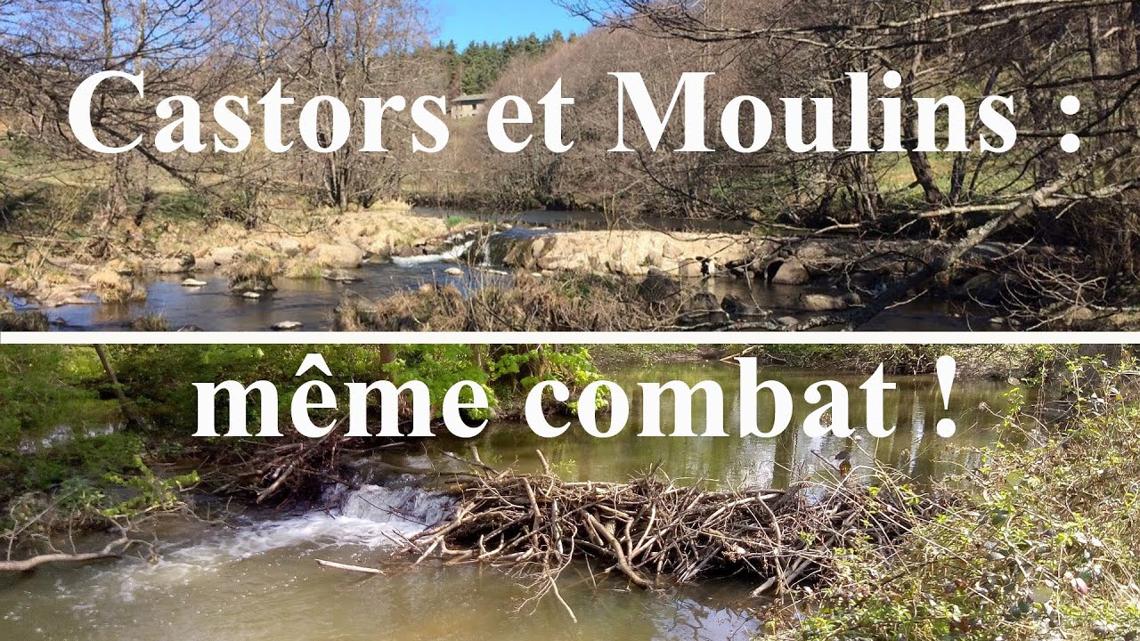 Castors et Moulins : même combat !