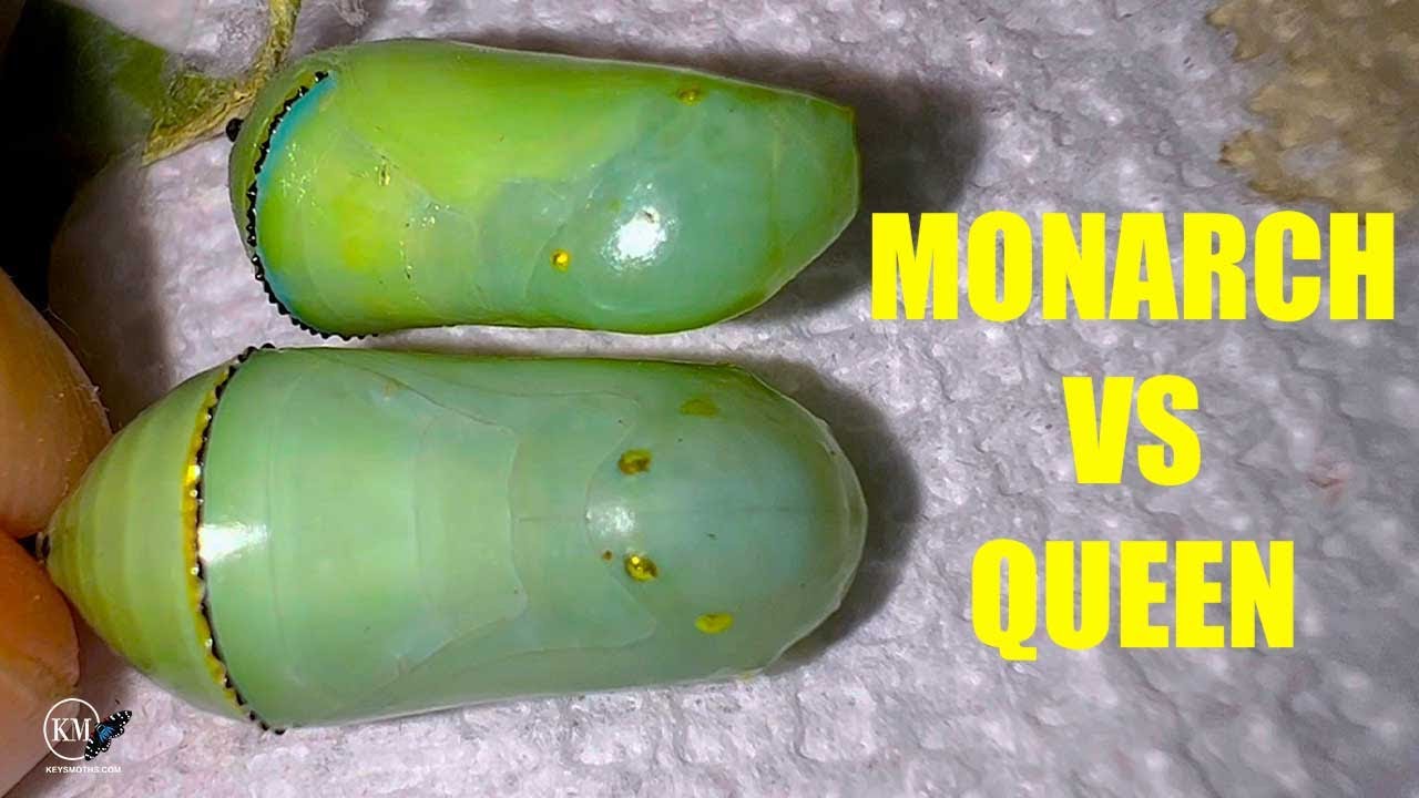 Куколки бабочек монарх и королева: как отличить их