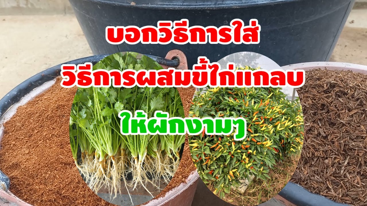สอนใส่ขี้ไก่แกลบหมักและวิธีการผสมของสวนเรา ทำให้ผักงามๆดินร่วนซุยดี/เต๋าสายกลาง