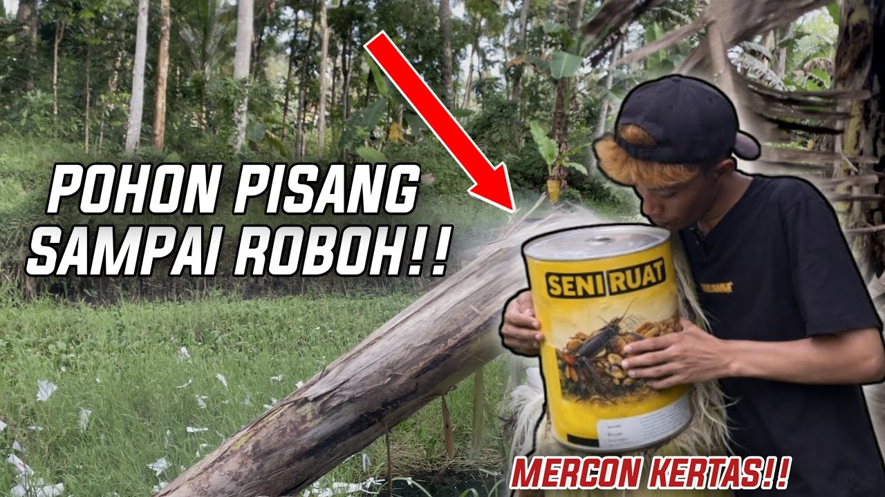 EXPERIMENT NYUMET M3RCON KERTAS DI POHON PISANG SAMPAI ROBOH!😱