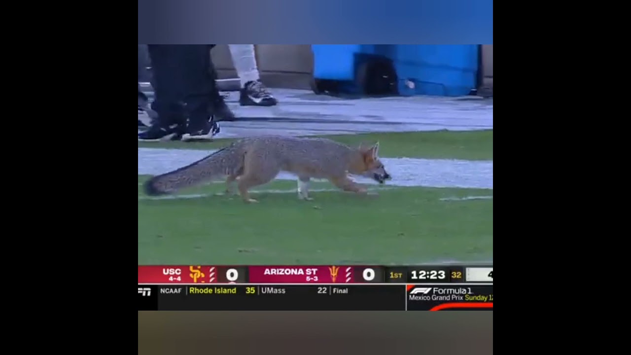 FOX ON THE FIELD!