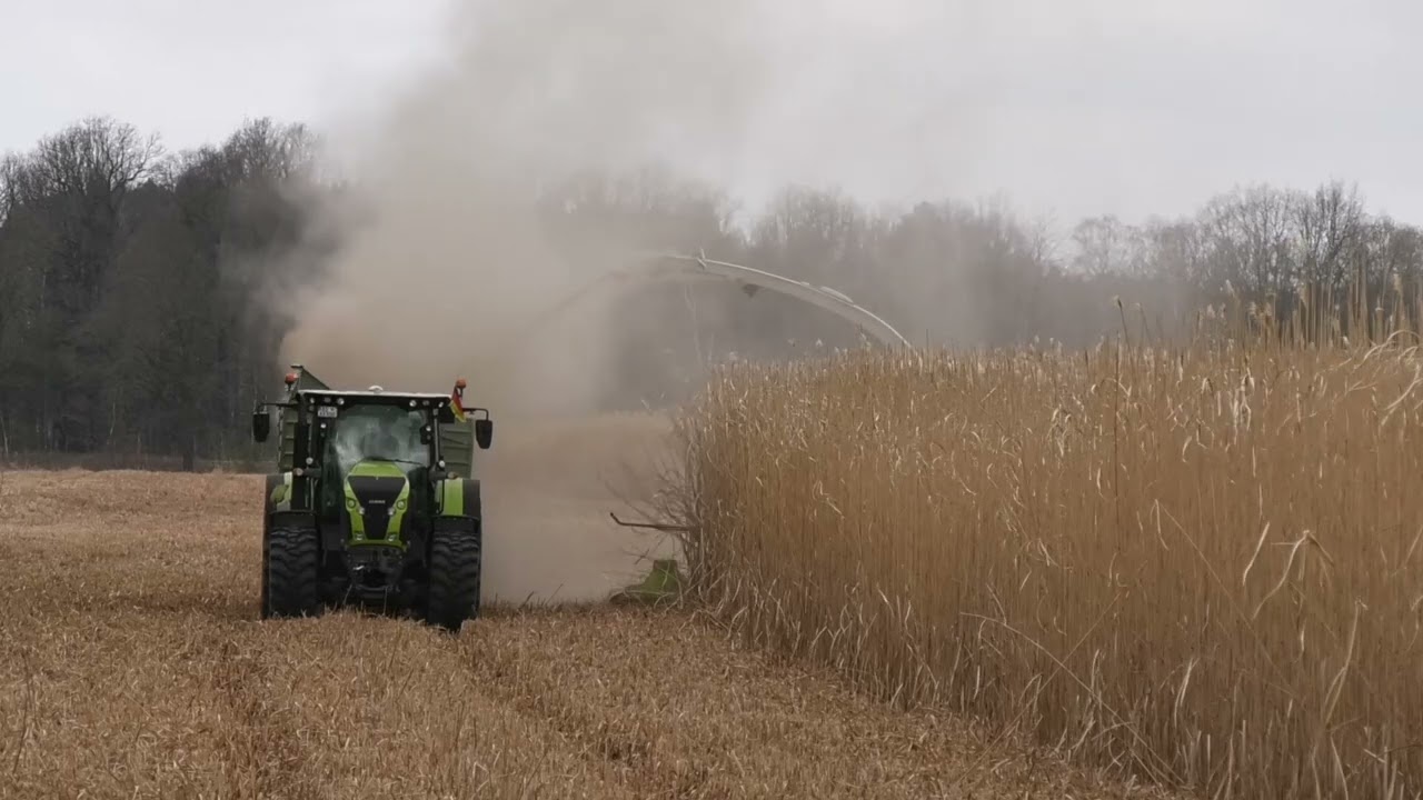 Miscanthus als nachwachsender Rohstoff