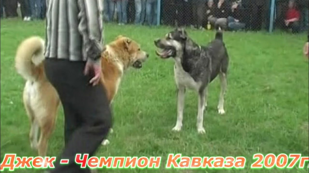 Легендарные Волкодавы Дагестана!!! Прошлых лет!