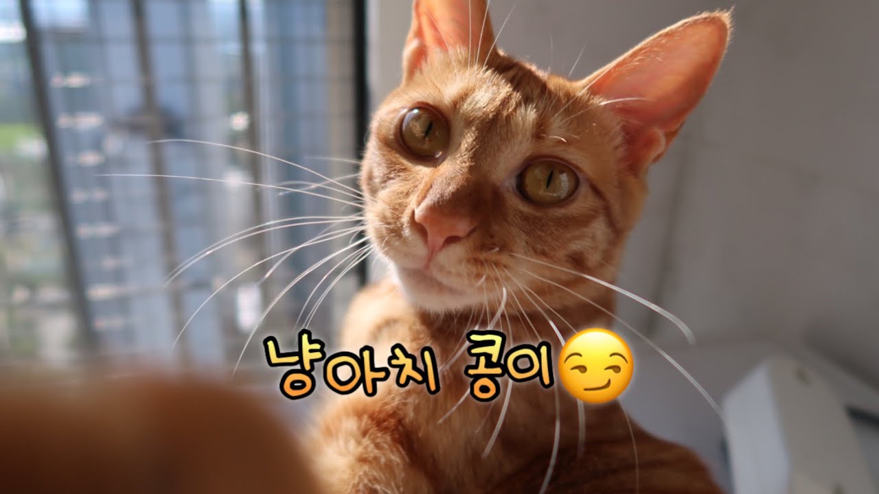 싸가지없는 막내 고양이😼
