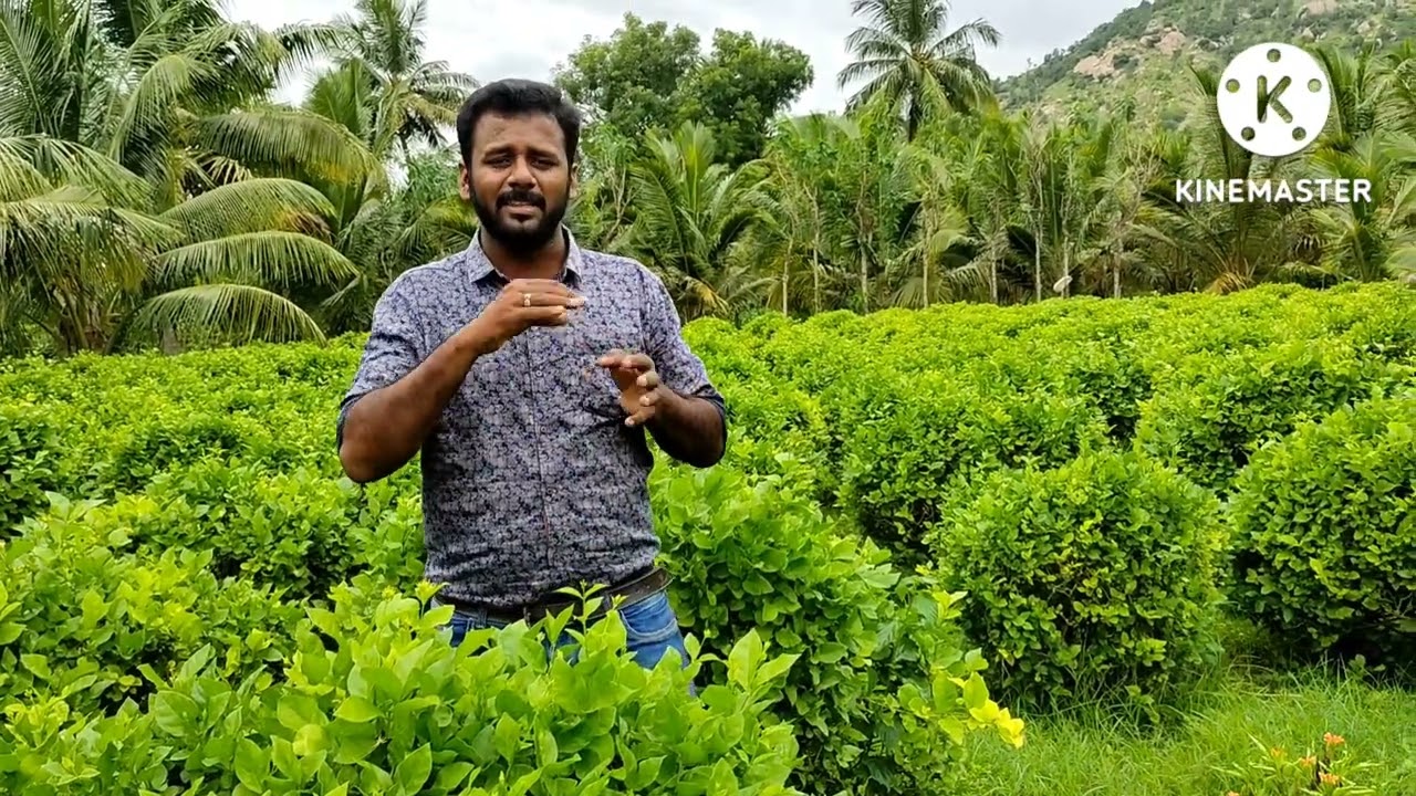 மல்லிகை பூ செடியில் அதிக கொடி வளர்கிறதா ?என்ன மருந்து அடிக்கனும் ?