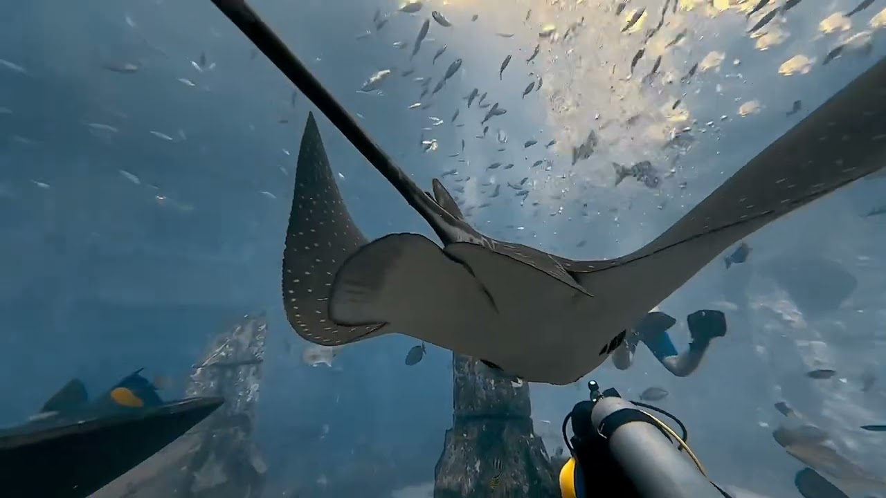 Diving Dubai Atlantis Aquarium