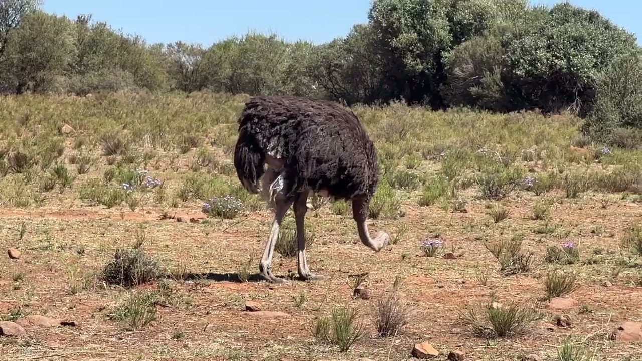 Ostriches Naval Hill Bloemfontein