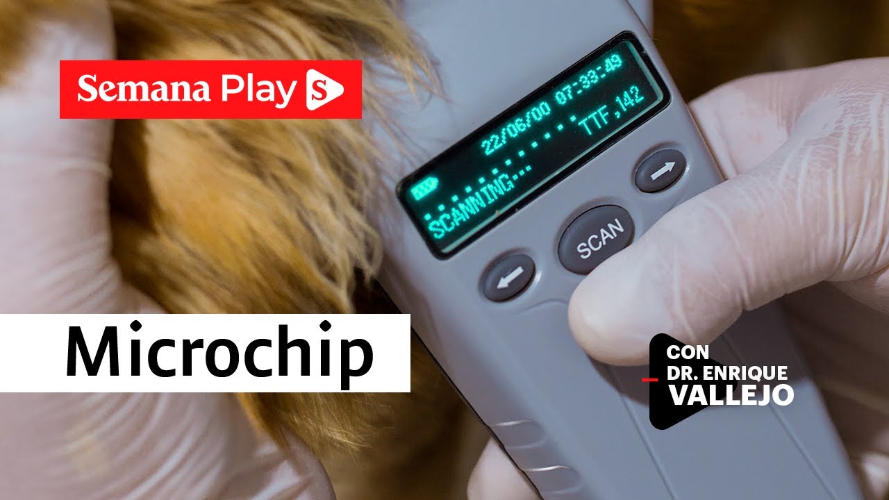 Importancia del microchip en las mascotas | Enrique Vallejo