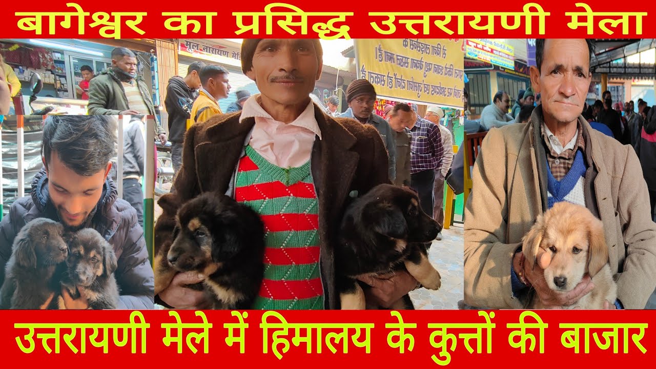 हिमालय के कुत्तों की बाजार !!उत्तरायणी मेला  बागेश्वर !! हिमालय के खूंखार कुत्ते !!