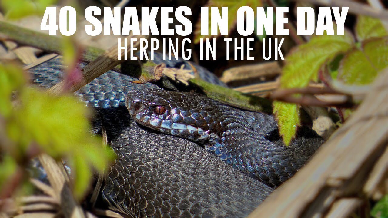 40 ADDERS AND GRASS SNAKES IN ONE DAY (UK)