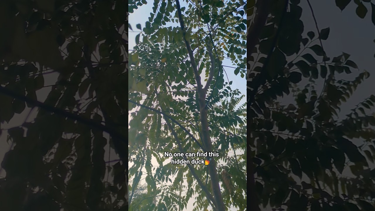 SOOTHING Leaf Rustling Sounds For Relaxation🦆