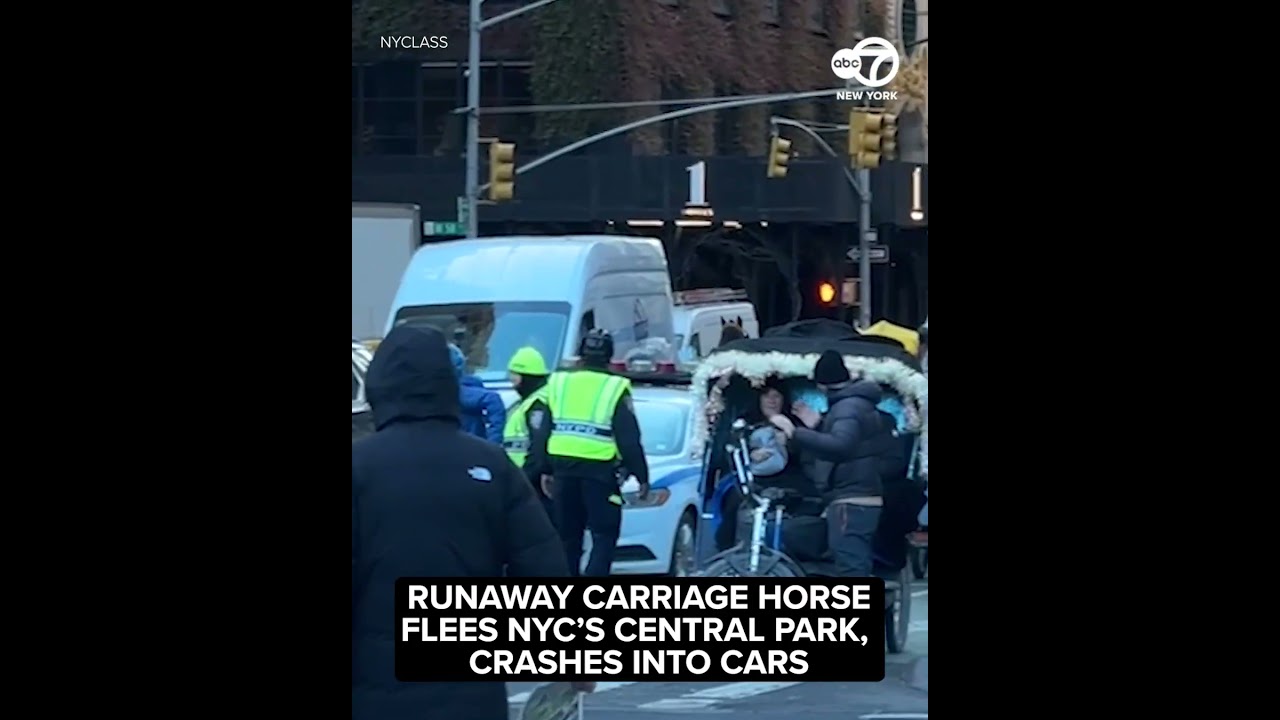 Runaway carriage horse flees NYC's Central Park, crashes into cars on 6th Avenue